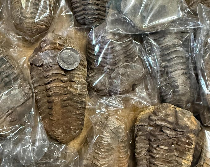 one Phacopid Trilobite Fossil, Mt. Issomour Morocco (2.2-3.9 inches) large Trilobite Fossil