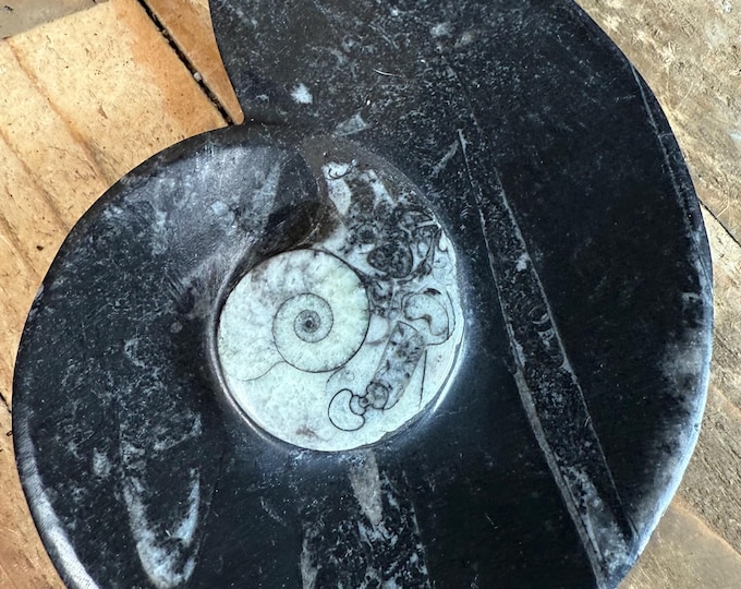 Natural Orthoceras/Ammonite Polished Fossil Bowl, Polished Ammonite and Orthoceras Fossil Plate Natural Stone has imperfections 4.5 inch