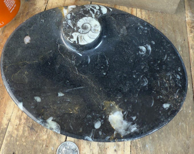 Natural Orthoceras/Ammonite Polished Fossil Bowl, Polished s Fossil Plate has imperfections 6.4 inches