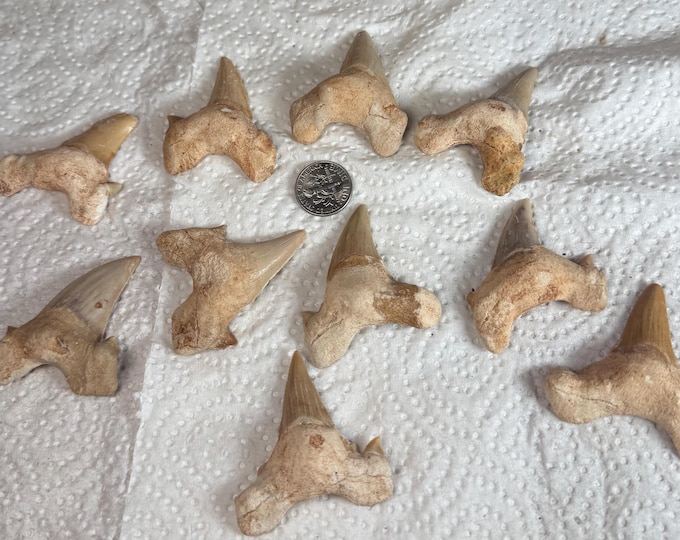 one Fossil Shark Tooth (Otodus) - Morocco ,Fossil Shark Tooth  - Fossil Collectible and Display Specimen 1.5-2 inch