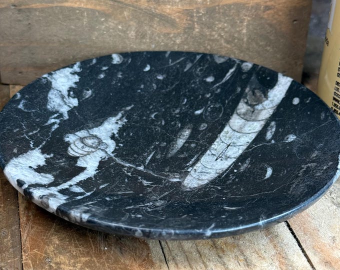 Natural Orthoceras Polished Fossil Bowl, 5.5 inch