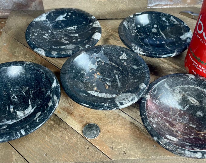 one Natural Orthoceras Polished Fossil Bowl, 53