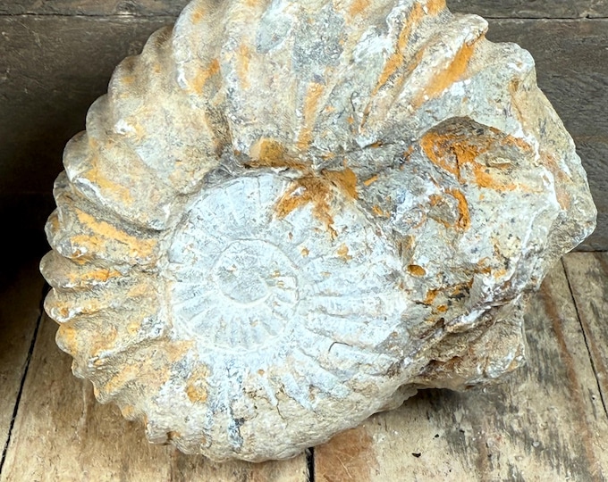 Hand-Selected Ammonite Fossil from Agadir, Morocco – Raw Cephalopod Fossil for Collectors 3.2 inch.