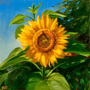 Native; Helianthus annuus (sunflower)