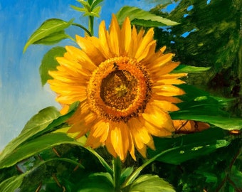 Native; Helianthus annuus (sunflower)