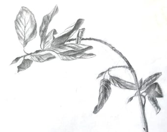 Botanical Drawing; Winter leaves On Branch