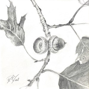 Acorns