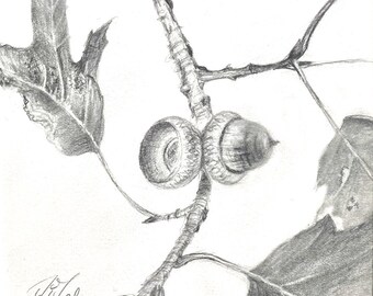 bellotas