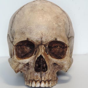 Skull replica