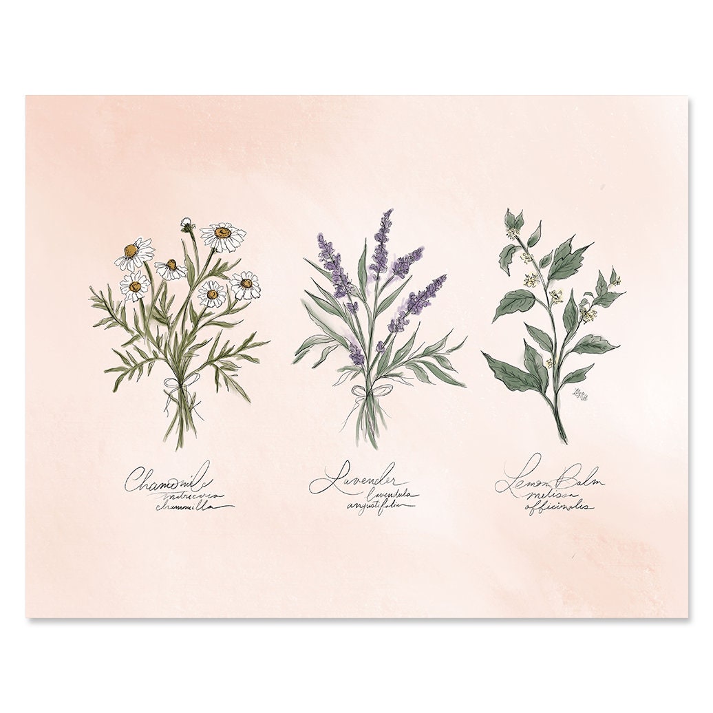 Calming Herbs - Print Kitchen Wall Art Hand-Lettering Hand-Drawn Lavande Décor Huiles Essentielles