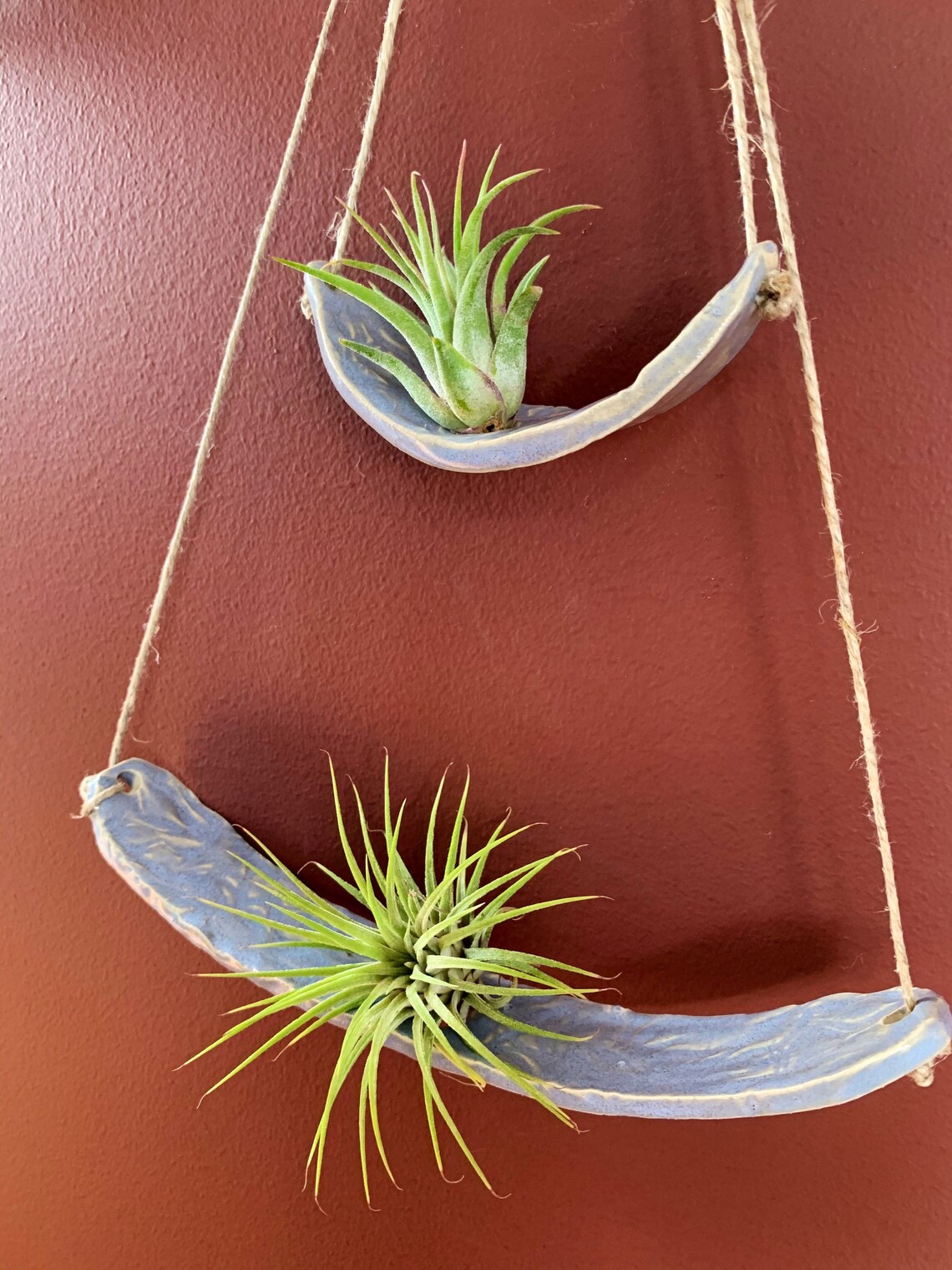 Hanging Air Plant Display with Driftwood Etsy