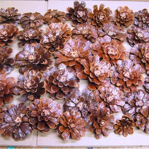 35 Pine cone flowers, Cleaned, baked, trimmed, sealed, slices and pinecone zinnia daisy pieces for crafts, wreaths, crafting, BUP