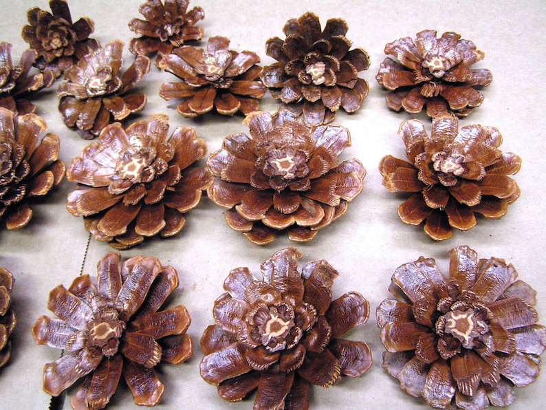 Puede incluir: Una colecci&oacute;n de pi&ntilde;as marrones dispuestas en filas. Cada pi&ntilde;a est&aacute; abierta y aplanada, mostrando una forma circular similar a una flor con escamas le&ntilde;osas superpuestas que irradian desde un punto central de color m&aacute;s claro.