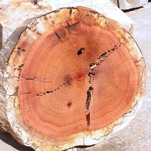 May include: Close-up of a cross-section of a tree trunk, revealing the intricate rings and patterns of the wood. The wood is a reddish-brown color, with a lighter outer layer. The center of the trunk is visible, showing a small knot.