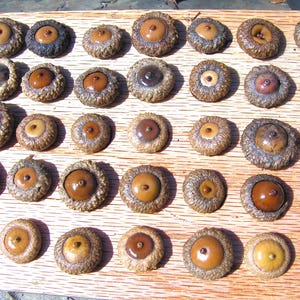 40 dried Button Acorns with caps for fall crafts, Real acorns,  Natural buffed finish, set K