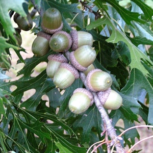 25 acorns WITH caps for crafts, Real acorns, NO cracks, Natural buffed finish, image 5