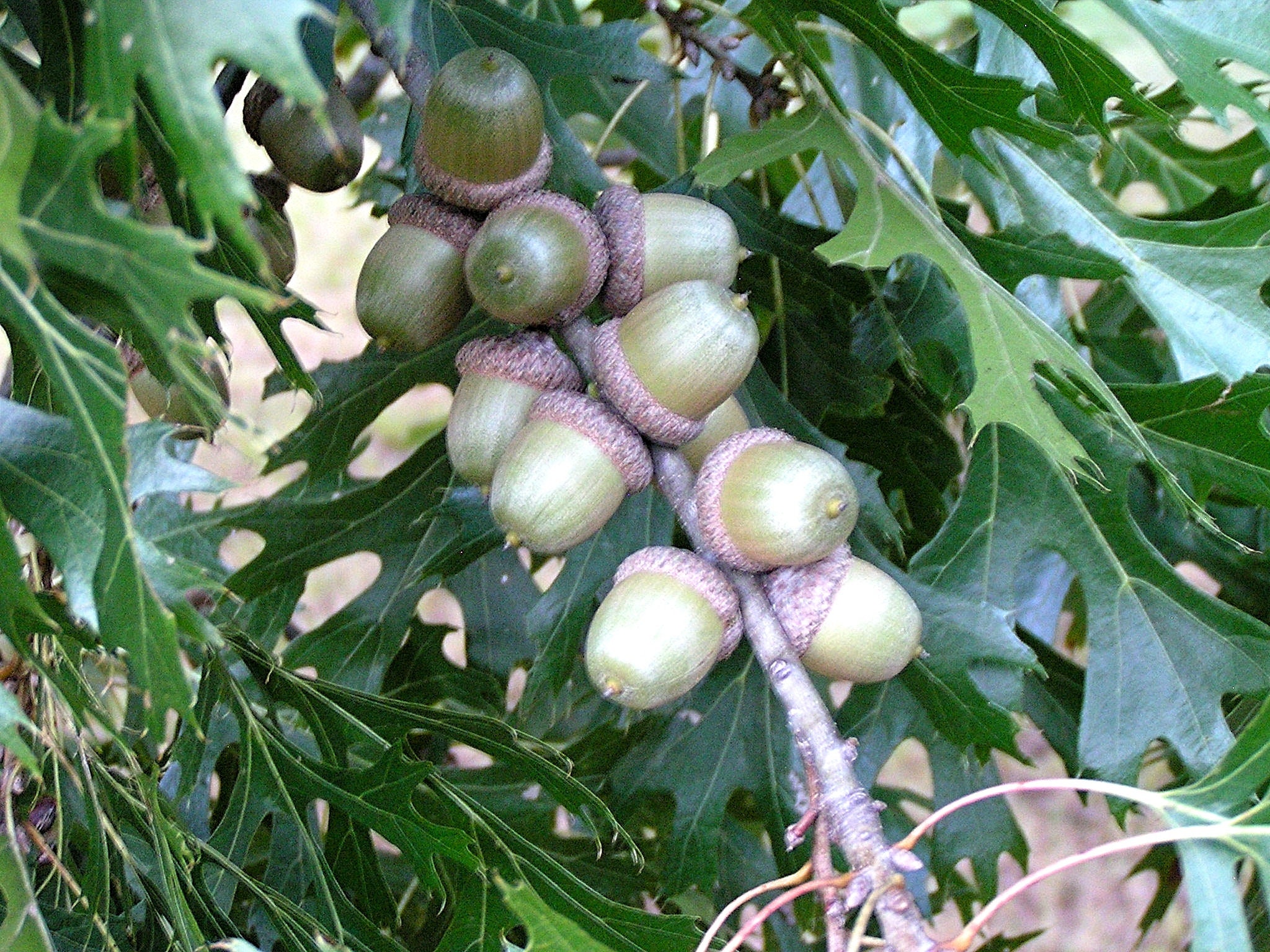 200Pcs Natural Acorns Caps Decorative For Craft Vase