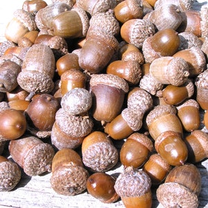 25 acorns WITH caps for crafts, Real acorns, NO cracks, Natural buffed finish, image 1