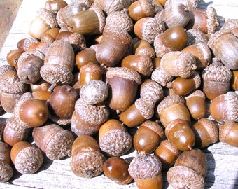 25 acorns WITH caps for crafts, Real acorns,  NO cracks, Natural buffed finish,