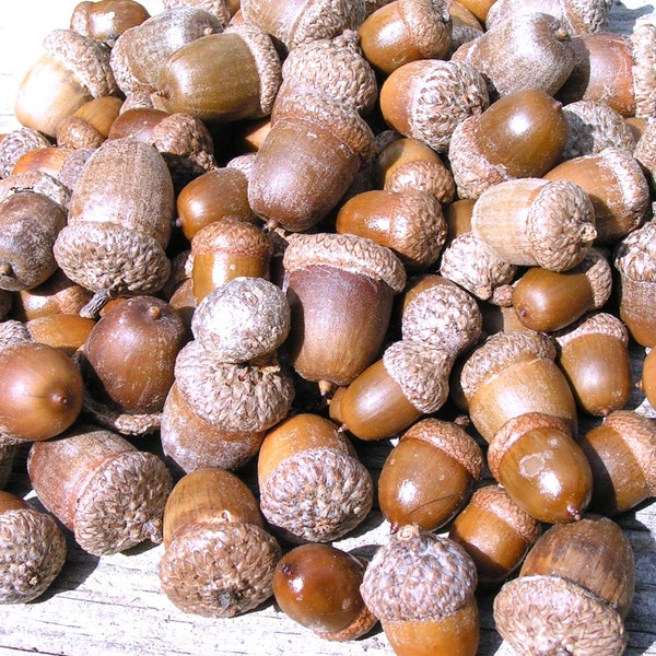 25 acorns WITH caps for crafts, Real acorns,  NO cracks, Natural buffed finish,