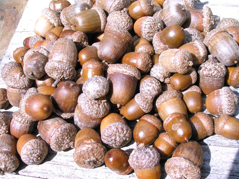25 acorns WITH caps for crafts, Real acorns, NO cracks, Natural buffed finish, image 1
