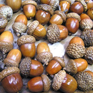 48 bellotas reales con tapas para manualidades de otoño, bellotas de roble selladas, tamaño grande y mediano, juego de 4