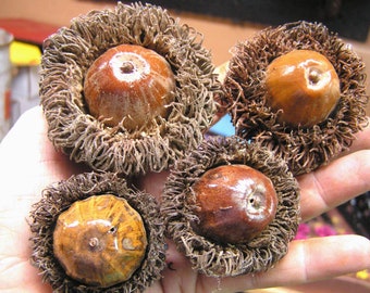 4 GIANT Burr Acorns for fall crafts, wreaths, bowl fillers, accents, set 11421