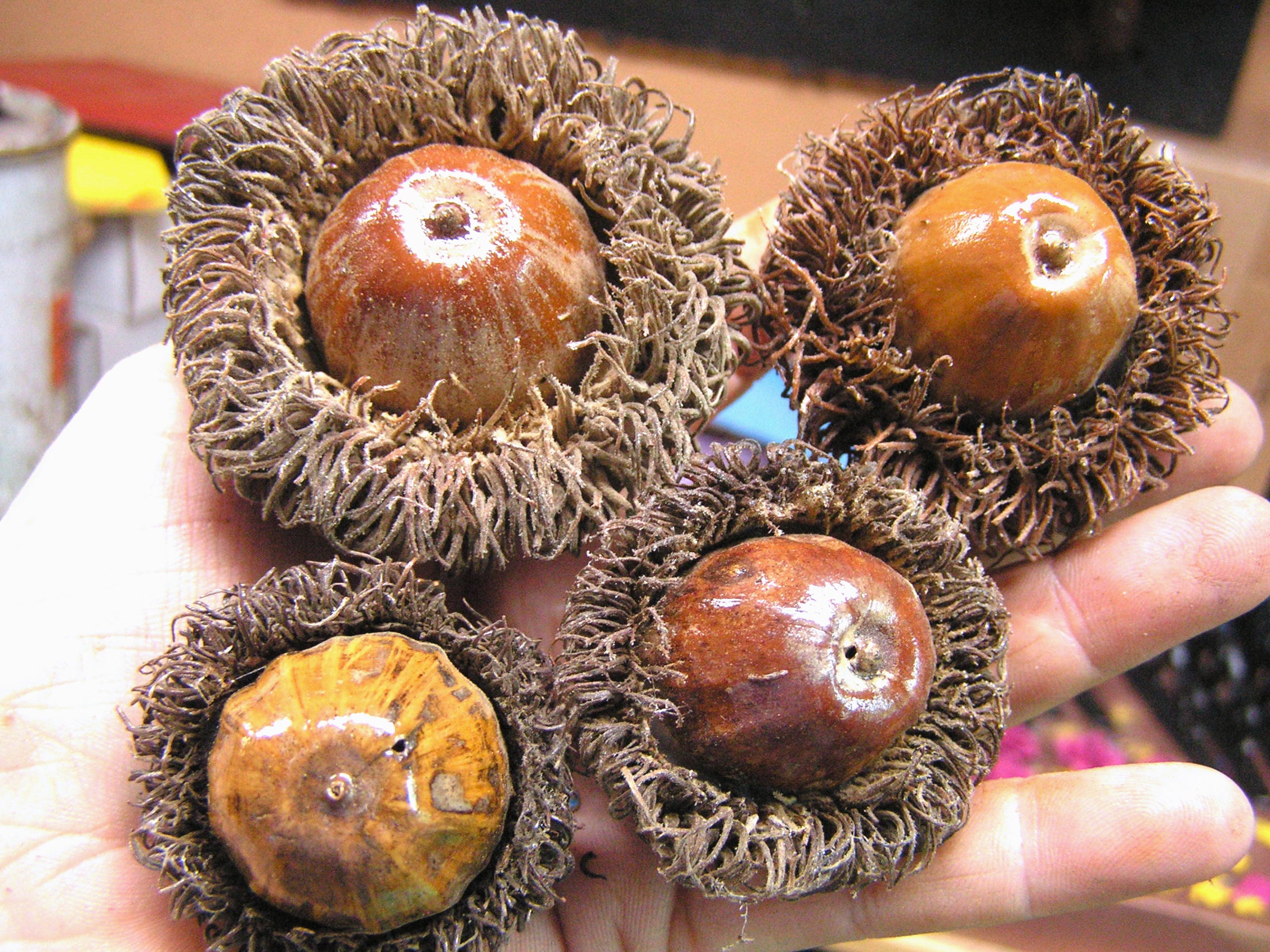 ACORNS 50 Natural Real Acorns From Maine Oak Tree for Fall