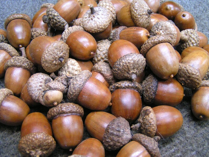 FORTY LARGE dried acorns With caps for fall crafts Real Etsy
