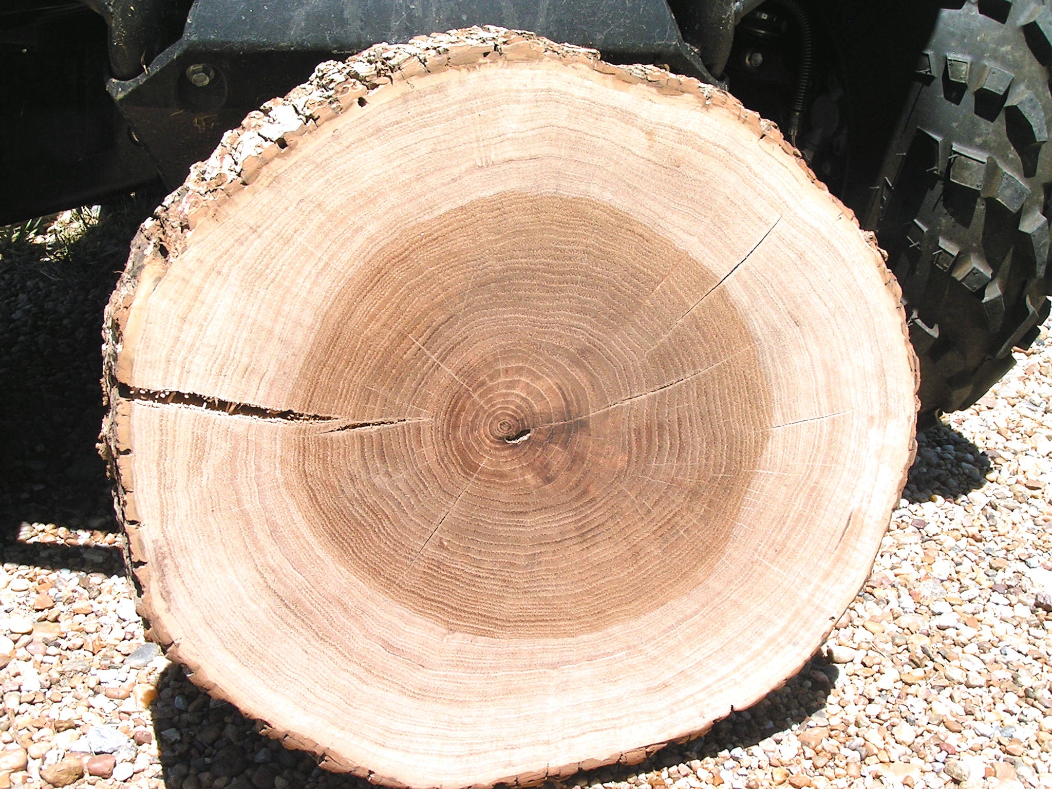  Tree of Heaven Wood Slab #LQZ-DQD-54WD