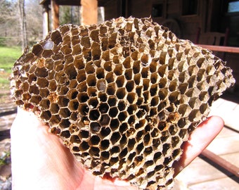 Real wasp nest, paper wasp nest, bee nest, hornet's nest, insects, 5 7/8" x 4 1/2"