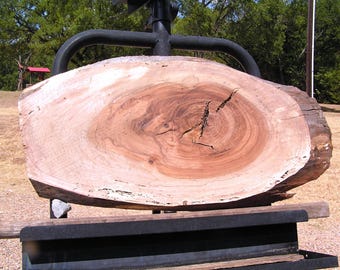 LARGE natural edge pecan wood slab, tree slice for woodworking, sign, wedding signatures, epoxy, 26 1/4 inches long,  12" wide, Planed, 54