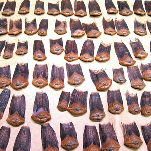 100 pine cone petals for crafting, NO cracks or breaks, SEALED satin finish
