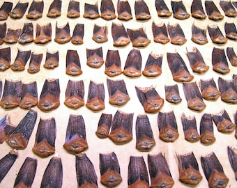 100 pine cone petals for crafting, NO cracks or breaks, SEALED satin finish