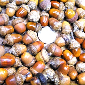 May include: A collection of acorns with brown caps and smooth, glossy, tan bodies. The acorns are of varying sizes and shapes, with some showing darker brown and black hues. A white coin is in the center of the image.
