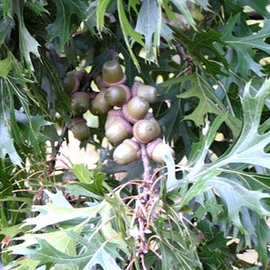 25 acorns WITH caps for crafts, Real acorns, NO cracks, Natural buffed finish, image 4