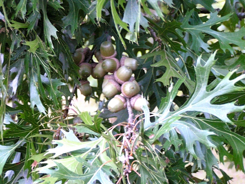 25 acorns WITH caps for crafts, Real acorns, NO cracks, Natural buffed finish, image 4