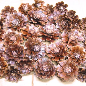 32 Pine cone flowers, slices and pinecone zinnia daisy pieces for crafts, wreaths, flowers, crafting, set BC24