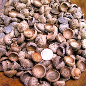 May include: A bowl filled with a large quantity of brown acorn caps. The caps are of various sizes and shapes, and some have a lighter brown color. There are also a few coins scattered throughout the bowl.