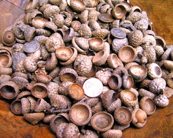 ONE HUNDRED Acorn Caps for crafts, felting, fairy houses, assorted sizes and shapes, NO Flaws