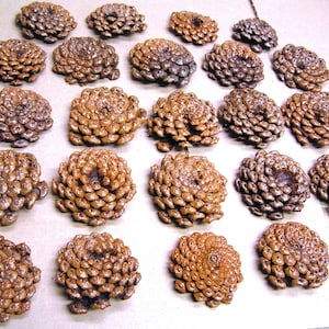 TWENTY FOUR Pine cone flowers, Texas pine cone slices for crafting, zinnia flowers for crafts, flowers, wreaths set JCO