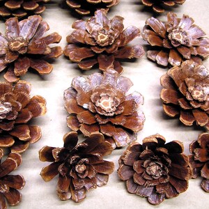 Puede incluir: Una colecci&oacute;n de pi&ntilde;as marrones dispuestas en filas. Cada pi&ntilde;a est&aacute; abierta, mostrando una forma plana, circular y similar a una flor con escamas le&ntilde;osas en capas que irradian desde un punto central. La textura es rugosa y fibrosa.