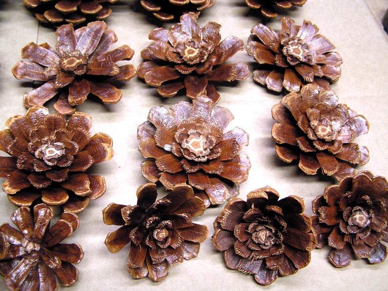 Puede incluir: Una colecci&oacute;n de pi&ntilde;as marrones dispuestas en filas. Cada pi&ntilde;a est&aacute; abierta, mostrando una forma plana, circular y similar a una flor con escamas le&ntilde;osas en capas que irradian desde un punto central. La textura es rugosa y fibrosa.