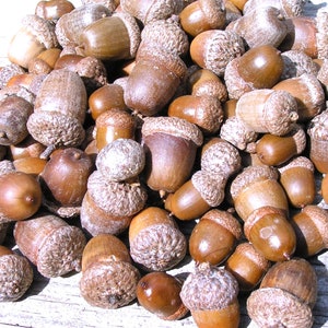 25 acorns WITH caps for crafts, Real acorns, NO cracks, Natural buffed finish, image 3