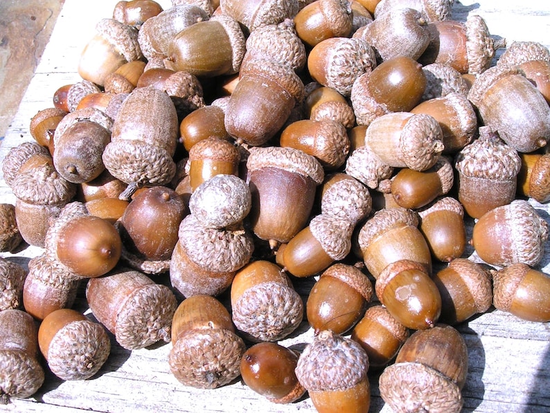 25 acorns WITH caps for crafts, Real acorns, NO cracks, Natural buffed finish, image 3