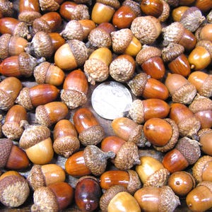 100 MINIATURE TINY small Oak Tree Acorns with Caps, Craft Supplies, Sealed Finish, H