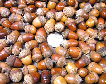 100 MINIATURE TINY small Oak Tree Acorns with Caps, Craft Supplies, Sealed Finish, 38