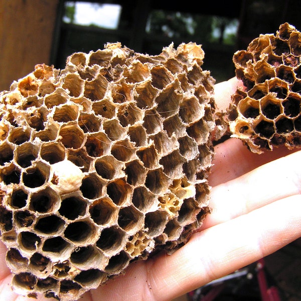 TWO Real wasp nests, paper wasp nests, bee nest, hornet's nest, insects 9