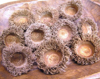 TEN big Burr Acorn Caps for crafts, felting, fairy houses, set  J