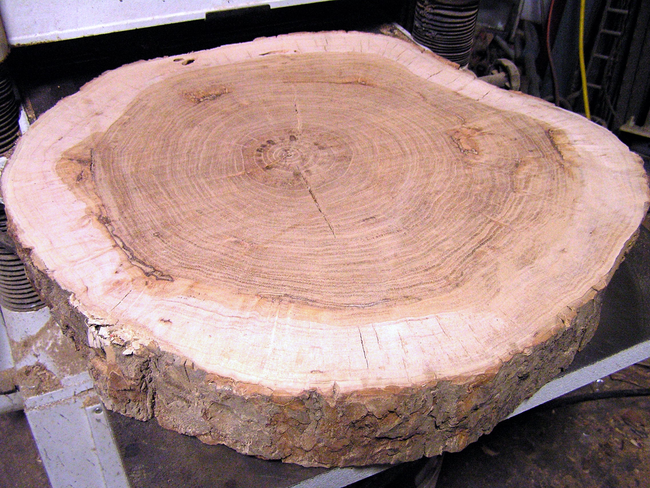 Natural Live edge Pecan round wood slab tree slice, 3 inches thick